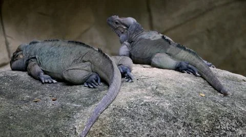 Portrait view of Two Iguana Stock Photos
