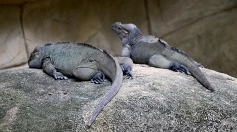 Portrait view of Two Iguana Stock Photos