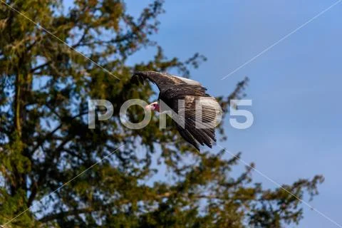 Portrait of vulture - beautiful wildlife bird Stock Photos