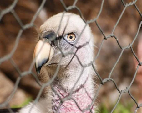 Portrait of vulture in a cage in the sun Stock Photos