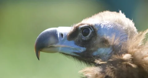 Portrait vulture in profile Stock Footage 89302668