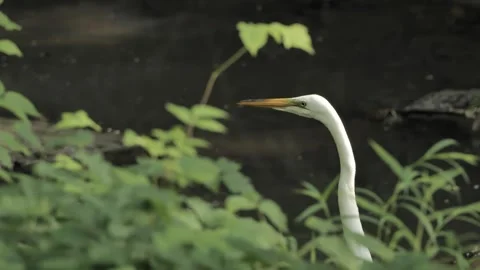 Portrait of a walking heron Stock Footage 340152197