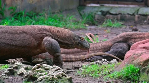 Portrait of a walking komodo  dragon 스톡 동영상 235822283