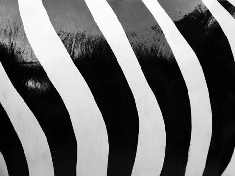 Portrait of wall painted in Zebra pattern Stock Photos