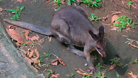 Portrait of a wallaby 스톡 동영상 264994527