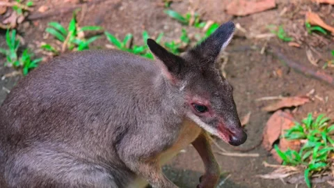 Portrait of a wallaby 스톡 동영상 264996376