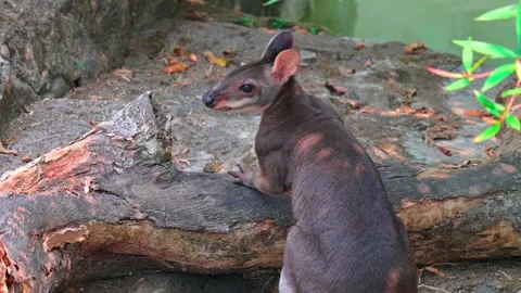 Portrait of a wallaby 스톡 동영상 264996427