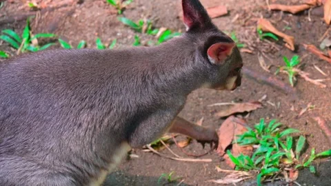 Portrait of a wallaby 스톡 동영상 264996531