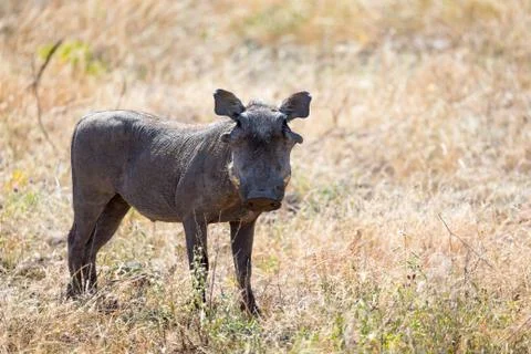 A portrait of a warthog in the middle of a grass landscape Stock Photos