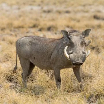 Portrait of a Warthog Stock Photos