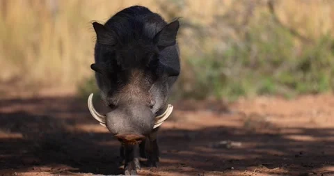 Portrait of a warthog in the savannah Stock Footage 243981941