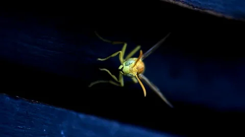 Portrait of a Wasp 2 Video stock 86218136