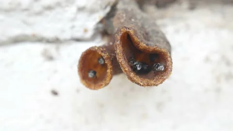 Portrait of wasp life in the hole 4K Stock Footage 154242573