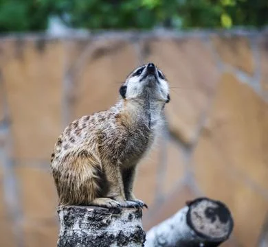 Portrait watching suricate. Fotos Stock