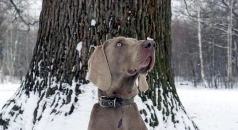 Portrait of a weimaraner with a tree Stock Photos