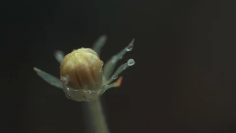 Portrait of a wet flower 스톡 동영상 128142018