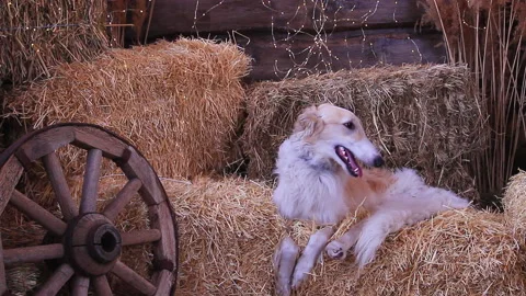 Portrait of a white and beige Russian greyhound Stock Footage 154809688