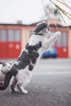 Portrait of a white and black kitten with a bell jumping and playing with a t Stock Photos