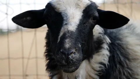 Portrait of white and black sheep Stock-Footage 80419399