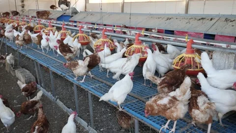 Portrait of white and brown chickens who are fed in traditional poultry farm Stock Footage 341784322