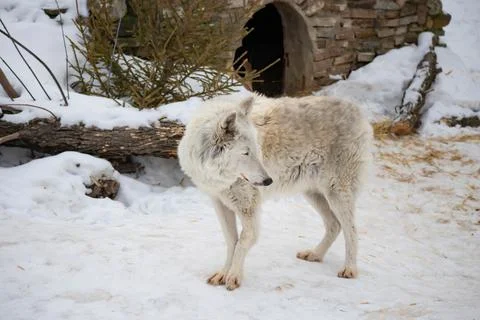 Portrait of a white arctic wolf in the winter forest. An old wolf with a sad Stock Photos