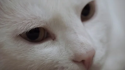 Portrait of a white cat, close-up Stock Footage 102112130