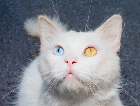 Portrait of a white cat with a different eye color Stock Photos