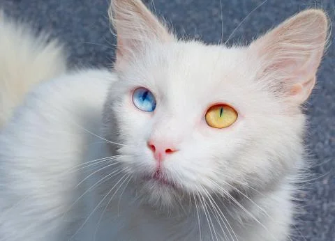 Portrait of a white cat with a different eye color Stock Photos