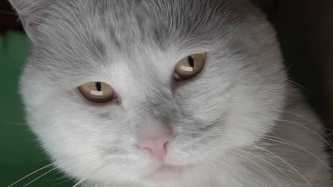 Portrait of a white cat Stock Footage 102111989