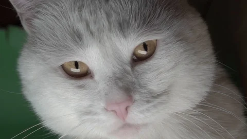 Portrait of a white cat low light Stock Footage 102111999