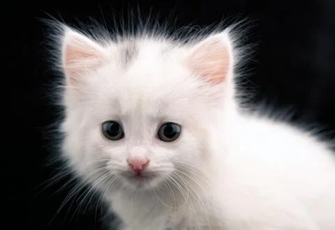 Portrait of a white cat Stock Photos