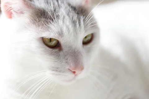 Portrait of white cat Stock-Fotos