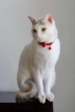 Portrait of a white cat Stock-Fotos