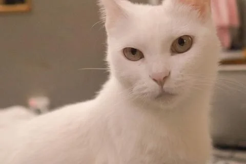 Portrait of a white cat Stock Photos
