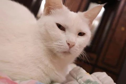 Portrait of a white cat Stock Photos