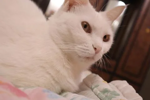 Portrait of a white cat Foto stock
