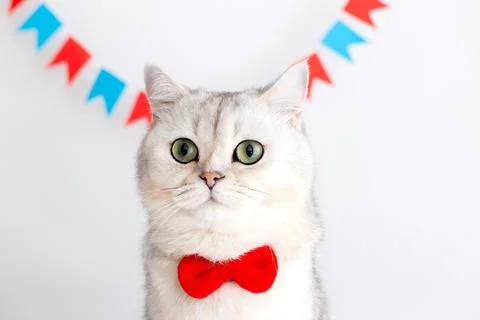 Portrait of white cat in a red bow tie, sitting on a white background under Stock Photos