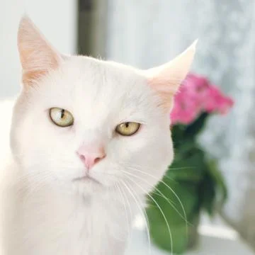 Portrait of a white cat on the window Stock Photos