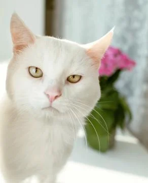 Portrait of a white cat on the window Stock Photos