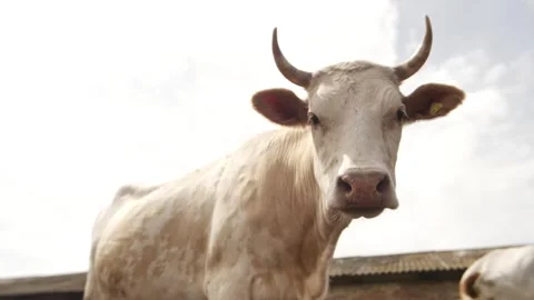 Portrait of white cow looking into camera 動画素材 244008136