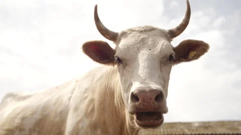 Portrait of white cow looking into camera Stock Footage 244008141
