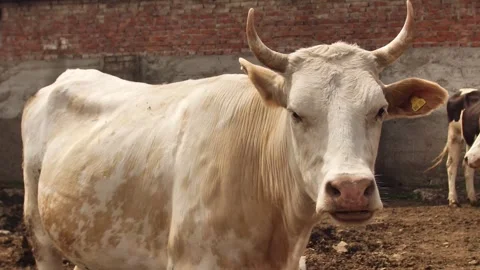 Portrait of white cow looking into camera Stock Footage 244008217