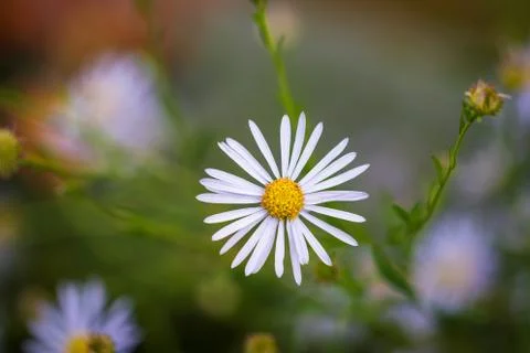 A portrait of a white daisy or white splendour flower, which is a white flowe Stock Photos