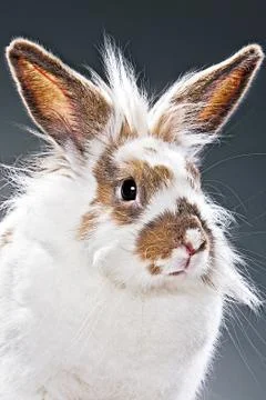 Portrait of a white ginger rabbit. Background gray Stock Photos