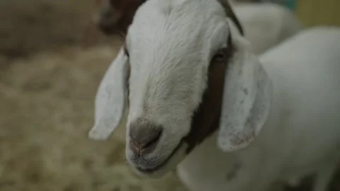 Portrait of white goat standing inside farm barn enclosure looking at camera. Stock Footage 337684648