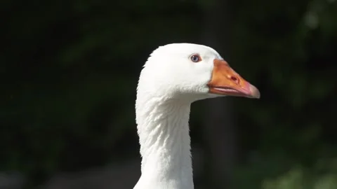 Portrait of white goose head in dark bac... | Stock Video | Pond5