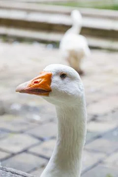 Portrait of white goose head with orange beak 스톡 사진