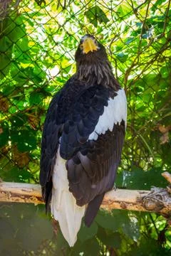 Portrait of a white headed bald eagle or haliaeetus leucocephalus Stock Photos