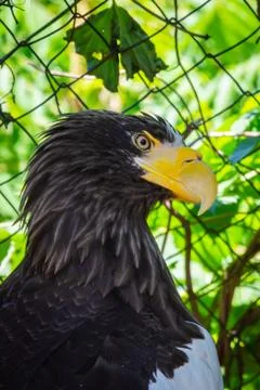 Portrait of a white headed bald eagle or haliaeetus leucocephalus Stock Photos