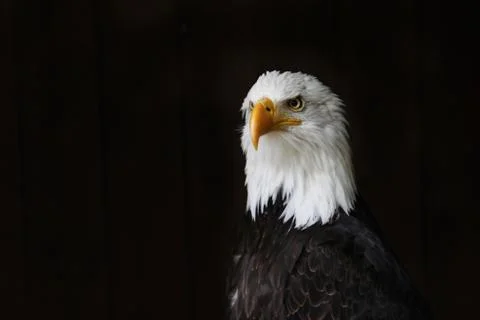 Portrait of white-headed fish eagle - American national bird Stock Photos